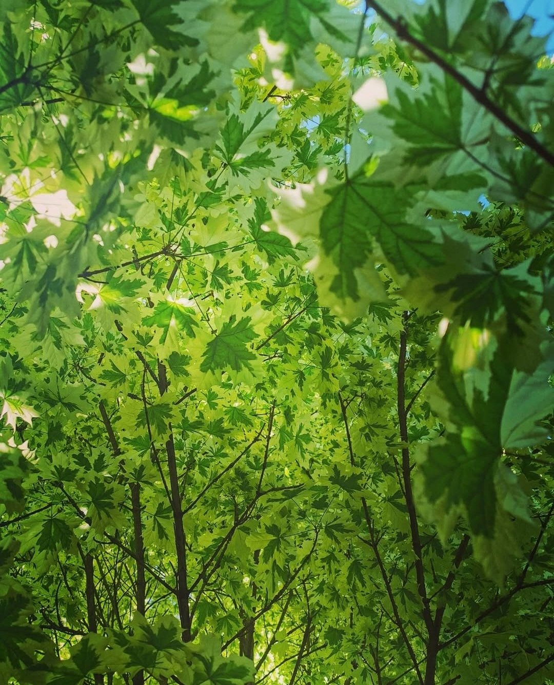 Image of green leaves Image of green leaves